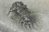 Large Acanthopyge Trilobite With Crotalocephalina - Atchana, Morocco #203005-2